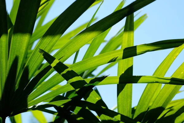 Sluiten Van Palmboombladeren Licht Schaduw — Stockfoto