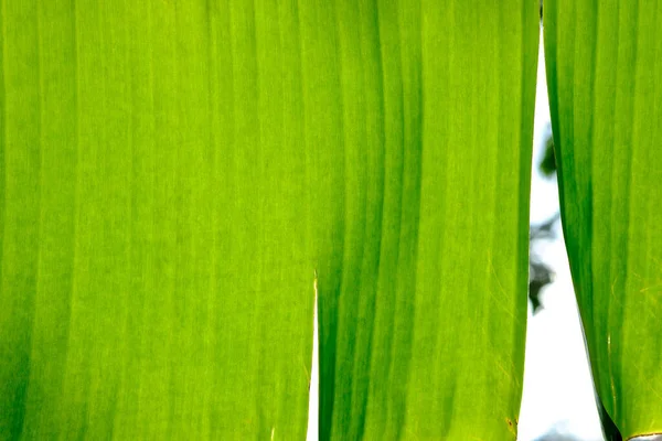 Feche Folha Banana Efeito Luz Solar Conceito Verde — Fotografia de Stock