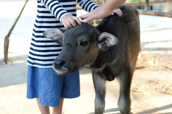 Calf, Baby Buffalo Animal, Hands rub on the head of a baby Buffalo in the farm. Farm activity for kid.