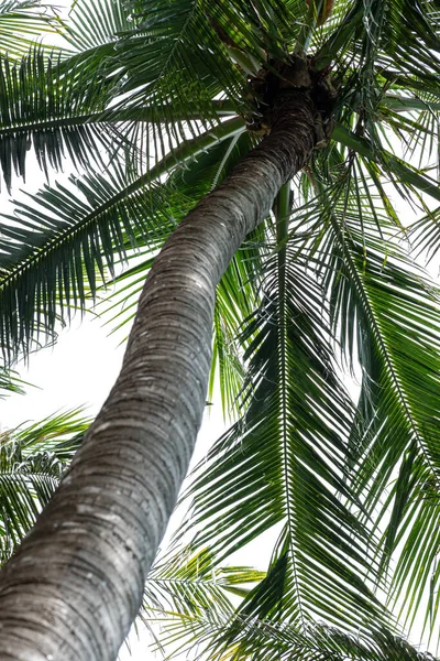 Bottom View Coconut Palm Tree — Stock Photo, Image