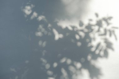 Ağaç dallarının gölgesi ve yaprakları beyaz beton duvarda gündüz vakti.