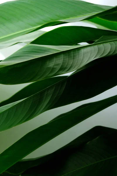 Aus Nächster Nähe Tropisches Blatt Paradiesvogelblatt Schatten Und Licht — Stockfoto