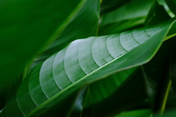 Tutup Daun Vein Dari Daun Tropis Burung Surga Daun Dan — Stok Foto