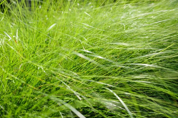 矮树丛 茂密的草丛 一丛丛芦苇 — 图库照片