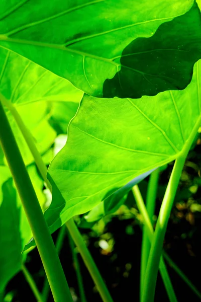 Nahaufnahme Blick Von Unten Auf Das Grüne Blatt Blätter Tag — Stockfoto