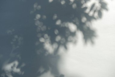 Ağaç dallarının gölgesi ve yaprakları beyaz beton duvarda gündüz vakti.