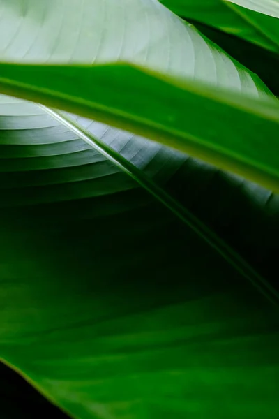 Tutup Daun Tropis Bird Paradise Leaf Shadow Light Scene — Stok Foto