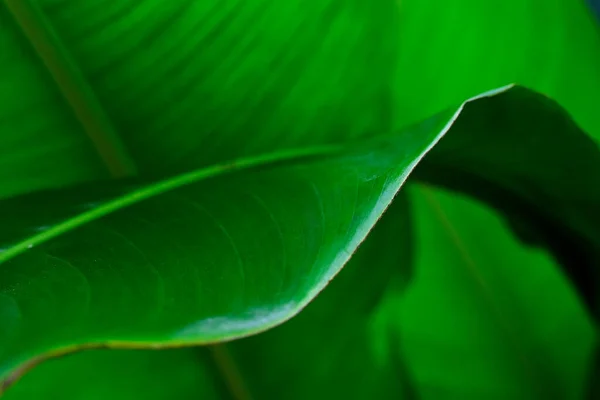 Aus Nächster Nähe Tropisches Blatt Paradiesvogelblatt Schatten Und Licht — Stockfoto