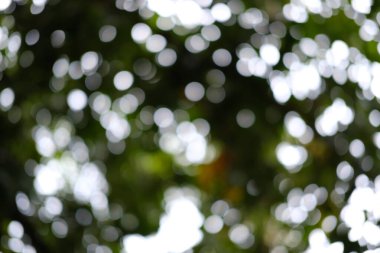 Gün içinde ağaç dalları ve ağaç yapraklarının alttaki görüntüsü bulanıklaşıyor.