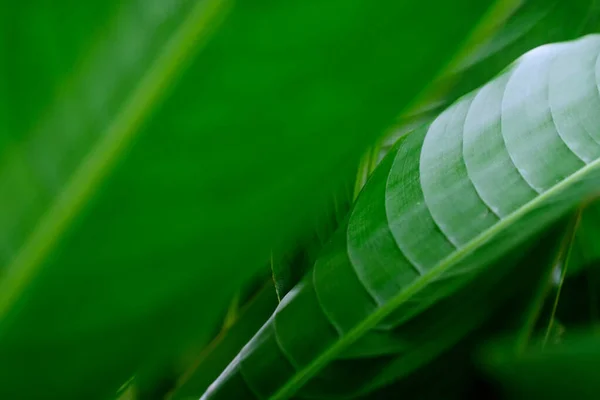 Close Leaf Vein Tropical Leaf Bird Paradise Leaf Natural Light — Stock Photo, Image