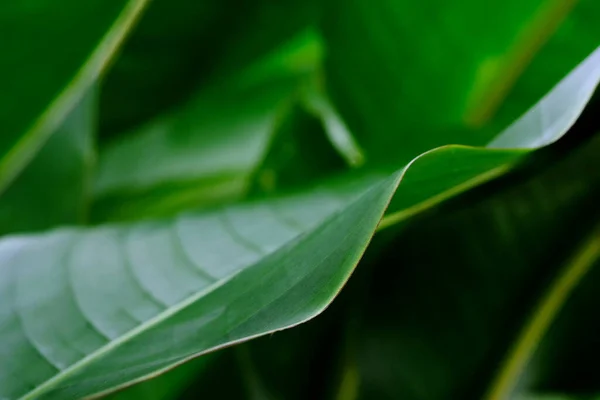 Aus Nächster Nähe Blattader Des Tropischen Blattes Paradiesvogelblatt Und Natürliches — Stockfoto
