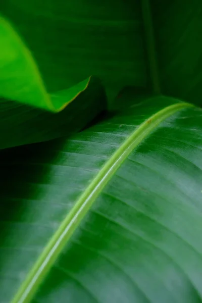 Tutup Daun Tropis Bird Paradise Leaf Shadow Light Scene — Stok Foto