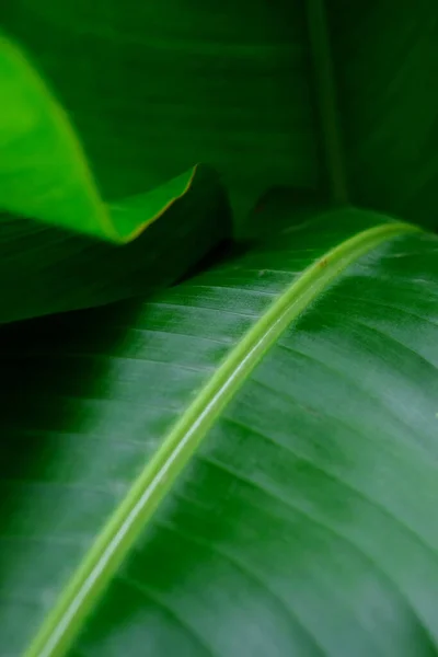 Aus Nächster Nähe Tropisches Blatt Paradiesvogelblatt Schatten Und Licht — Stockfoto