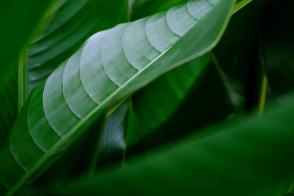 Aus Nächster Nähe Blattader Des Tropischen Blattes Paradiesvogelblatt Und Natürliches — Stockfoto
