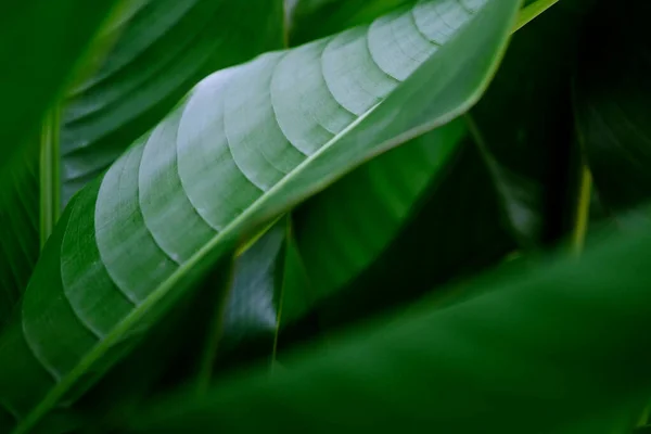 Tutup Daun Vein Dari Daun Tropis Burung Surga Daun Dan — Stok Foto