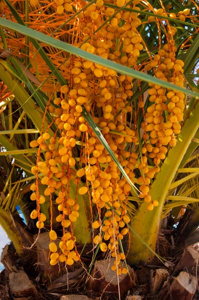 Orange Palm Fruits - Canary Date Palm