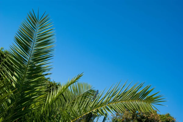 Foglie di agrifoglio verdi di una palma nella forma di una struttura triangolare su uno sfondo di cielo limpido azzurro — Foto Stock