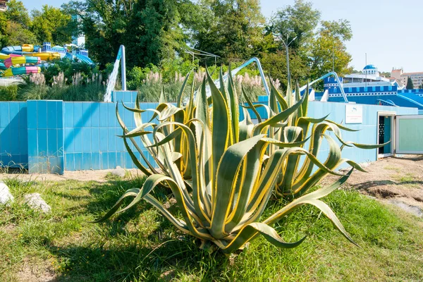 The rest area in the water park near the hotel. Subtropics, summer, rest