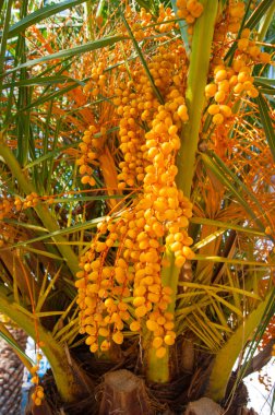 Turuncu Avuç İçi Meyveleri - Kanarya Avuç İçi