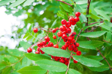 Yazın sonu ya da sonbaharın başlangıcı - yapraklar ve çimenler hala yeşil, parlak kırmızı kızılyaban mersinleri arka planlarına karşı duruyor