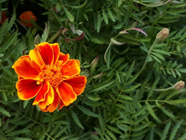 Yeşillikler arasında portakal çiçeği. Kadife çiçeği — Stok fotoğraf