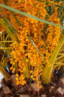 Turuncu Avuç İçi Meyveleri - Kanarya Avuç İçi