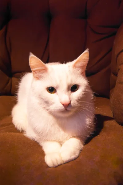 Egy gyönyörű fehér macska ül egy barna szarvasbőrből készült székben, és nézi a nézőt. Függőleges fénykép — Stock Fotó