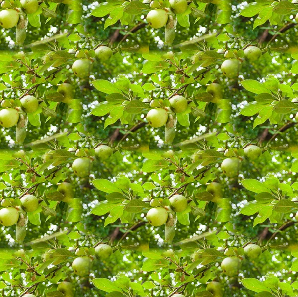 Tessili, sfondi, imballaggi. Frutteto di mele — Foto Stock
