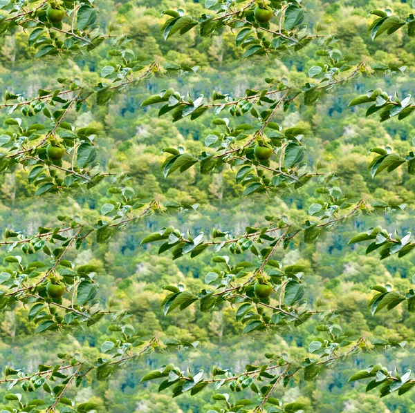 Una textura perfecta, un patrón sin fin de la foto - un jardín con los frutos del caqui verde . —  Fotos de Stock