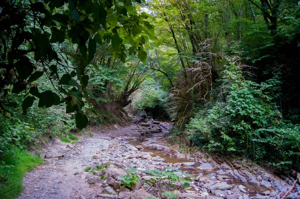 Foto horizontal - uma floresta mágica. Árvores velhas cobertas de musgo nas margens de um rio de montanha . — Fotografia de Stock