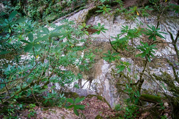 Foto horizontal - uma floresta mágica. Árvores velhas cobertas de musgo nas margens de um rio de montanha . — Fotografia de Stock