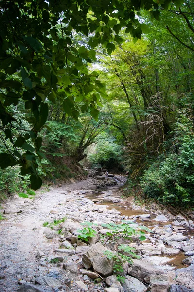 Foto vertical - uma floresta mágica. Árvores velhas cobertas de musgo nas margens de um rio de montanha . — Fotografia de Stock