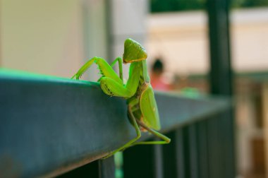 The green mantis sits on the railings of the veranda in the background of the house. The insect poses for a photo. Horizontal photo