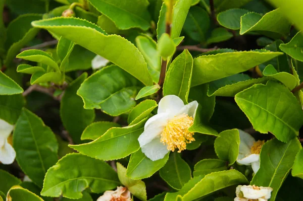 Kafkaslar, Güney Rusya, dünyanın dağlardaki en kuzeydeki çay tarlası. Büyük beyaz çiçekli çay çalısı.