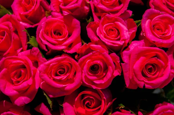 O fundo são rosas vermelhas. Fotografia horizontal. Presente, buquê, dia dos namorados feliz, dia dos namorados — Fotografia de Stock