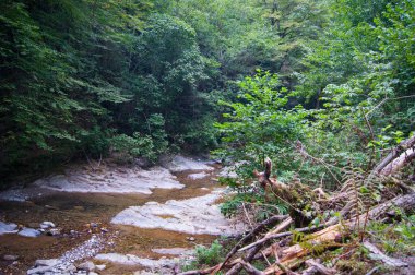 Yatay fotoğraf - büyülü bir orman. Dağ nehrinin yosunlarıyla kaplı yaşlı ağaçlar..