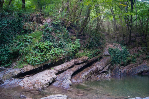 La foto horizontal - el bosque mágico. Árboles viejos cubiertos de musgo a orillas de un río de montaña . —  Fotos de Stock