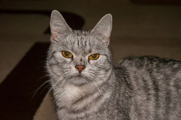 Δυστυχισμένη Όμορφη Γκρι Ριγέ Γάτα Κακά Κίτρινα Μάτια Χαρακτήρας Φυλής — Φωτογραφία Αρχείου