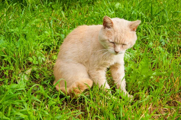 An unhappy very sad street cat sits on the green grass in the yard in the summer. Tramp with sore eyes