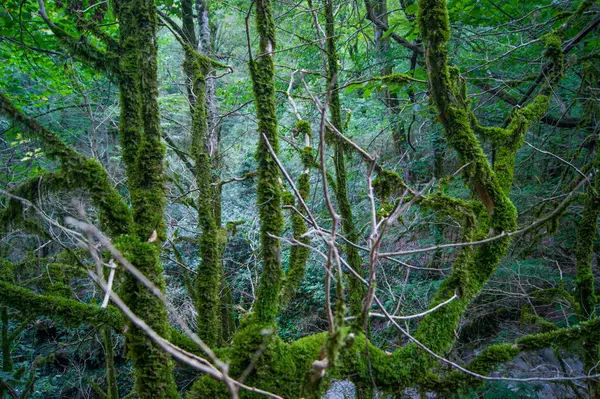 水平照片-神奇的森林。山上的河岸上覆盖着苔藓的老树. — 图库照片