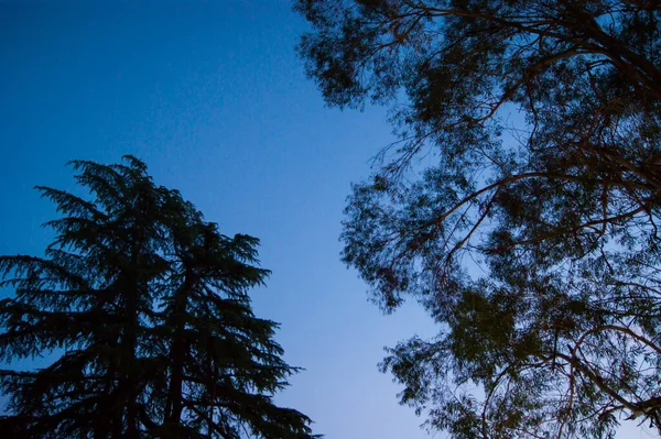 Σιλουέτες Από Κλαδιά Δέντρων Ενάντια Στον Γαλάζιο Ουρανό Οριζόντια Φωτογραφία — Φωτογραφία Αρχείου