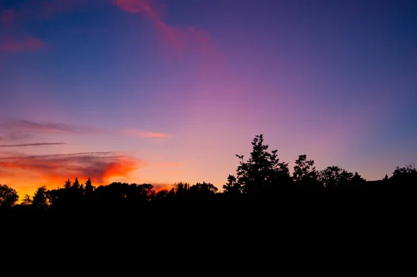 Purple sunset over black trees. Horizontal photo