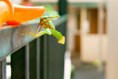 The mantis sits on the railings of the stairs against the background of the washed-out building. Blur, unfocus.