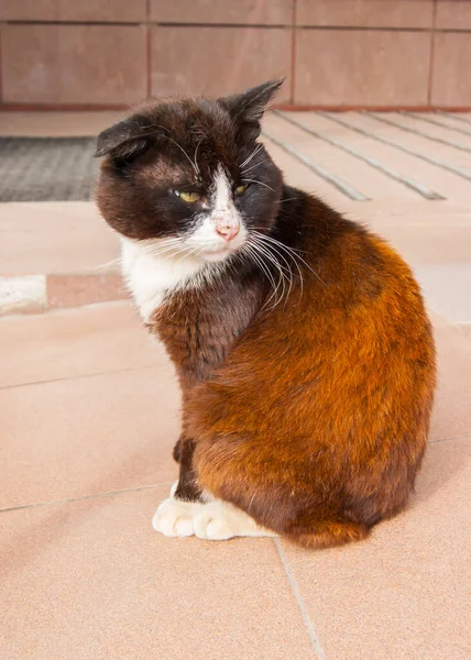 Infeliz Gato Callejero Muy Triste Sienta Hormigón Caliente Toma Sol — Foto de Stock