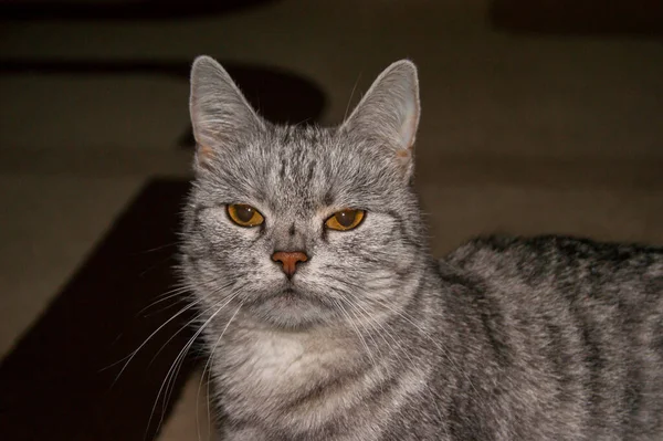 Unhappy beautiful gray striped cat with evil yellow eyes. Breed character