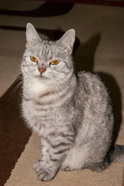 Infeliz Hermoso Gris Rayas Gato Con Malvados Ojos Amarillos Carácter — Foto de Stock