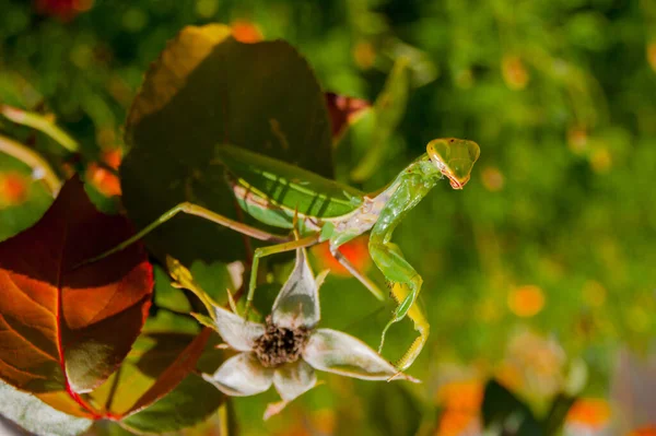 Mantis Hides Leaves Plants Summer Garden Sunny Summer Day Side — 스톡 사진