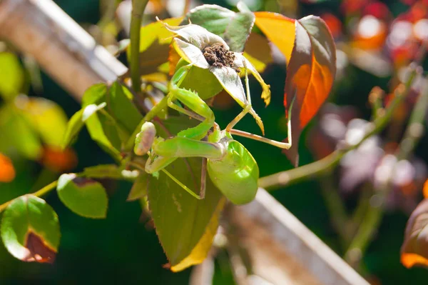Mantis hides among the leaves of plants in the summer garden. Sunny summer day, side, rear focus, warmth, brightness, radiance — 图库照片