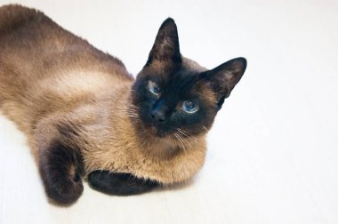 Güzel bir Tayland kedisi ya da siyam kedisi beyaz bir lamine zeminde yatar..