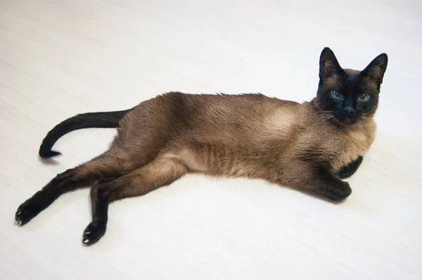 Egy Gyönyörű Thai Vagy Sziámi Macska Fekszik Egy Fehér Laminált — Stock Fotó